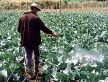 2.030 venenos agrícolas foram liberados no governo Bolsonaro