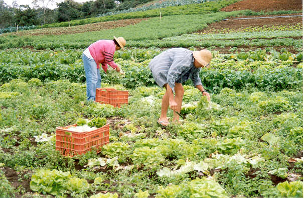 Produtos orgânicos são fundamentais para uma alimentação saudável