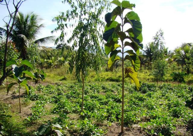 Artigo | MST e a produção de alimentos saudáveis em agroflorestas